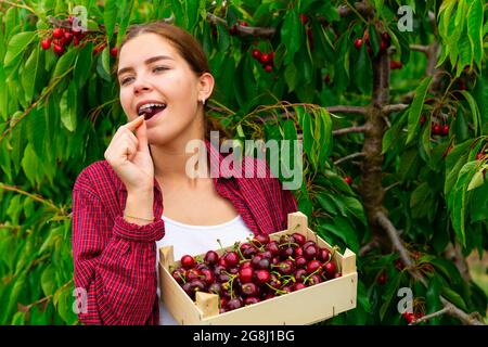 Femme qui goûtant de la cerise fraîchement cueillie dans un jardin Banque D'Images