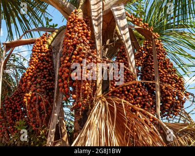 Buriti (Mauritia flexuosa) arbre une sorte de palmier à Das Pratas près de São Felix do Tocantins, Jalapão Estate Park, Tocantins, Brésil Banque D'Images