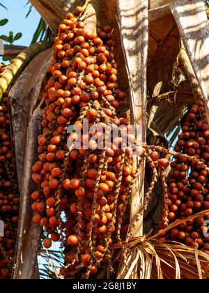 Buriti (Mauritia flexuosa) arbre une sorte de palmier à Das Pratas près de São Felix do Tocantins, Jalapão Estate Park, Tocantins, Brésil Banque D'Images