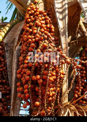 Buriti (Mauritia flexuosa) arbre une sorte de palmier à Das Pratas près de São Felix do Tocantins, Jalapão Estate Park, Tocantins, Brésil Banque D'Images