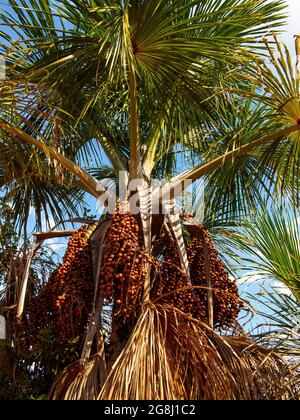 Buriti (Mauritia flexuosa) arbre une sorte de palmier à Das Pratas près de São Felix do Tocantins, Jalapão Estate Park, Tocantins, Brésil Banque D'Images