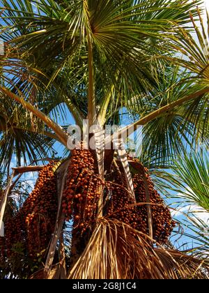 Buriti (Mauritia flexuosa) arbre une sorte de palmier à Das Pratas près de São Felix do Tocantins, Jalapão Estate Park, Tocantins, Brésil Banque D'Images