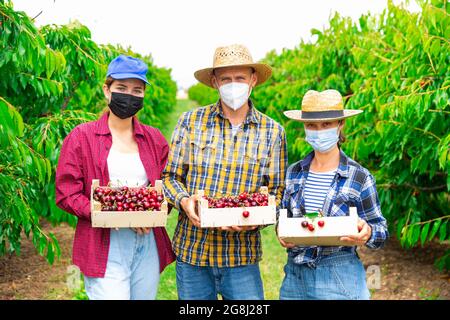 Équipe d'agriculteurs posant avec les cerises récoltées Banque D'Images