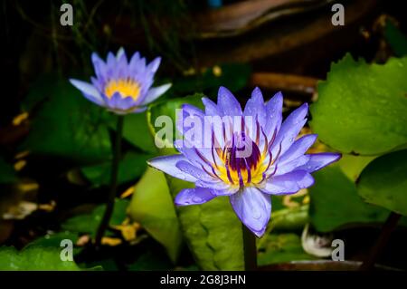 violet eau illy, violet fleur de lotus avec le pollen jaune couvert par de petites gouttelettes de pluie avec un tampon vert et une petite flaque en arrière-plan Banque D'Images