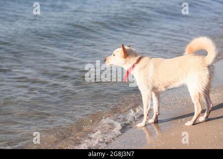 Un grand chien blanc se tient sur la mer et regarde l'eau. Banque D'Images