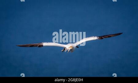 Des Gannets du Nord survolant les falaises de Bempton dans le Yorkshire du Royaume-Uni Banque D'Images