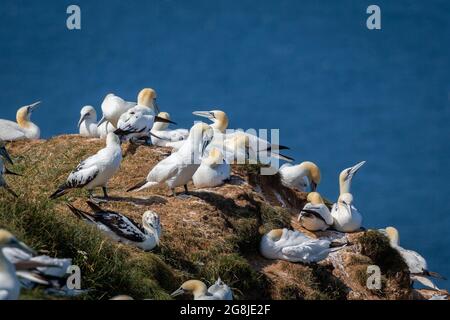 Des Gannets du Nord survolant les falaises de Bempton dans le Yorkshire du Royaume-Uni Banque D'Images