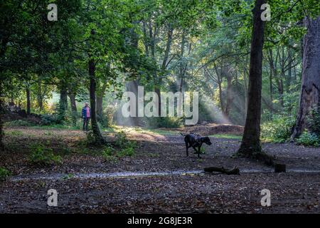 Northampton, Royaume-Uni. Météo, le 21 juillet 202. Arbres de lumière du soleil venir les arbres dans le Spinney tôt le matin à Abington Park, il va être très humide après les dernières nuits de tonnerre et de pluie. Crédit : Keith J Smith./Alamy Live News Banque D'Images