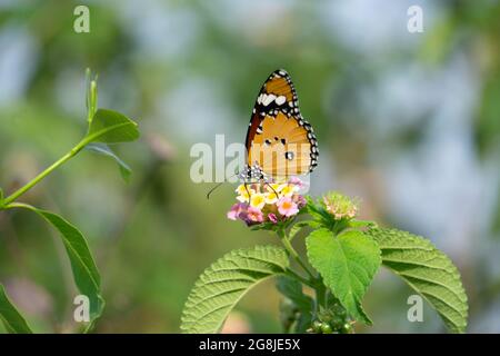 Papillon tigre commun, Danaus genutia, Satara Maharashtra inde Banque D'Images