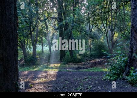 Northampton, Royaume-Uni. Météo, le 21 juillet 202. Arbres de lumière du soleil venir les arbres dans le Spinney tôt le matin à Abington Park, il va être très humide après les dernières nuits de tonnerre et de pluie. Crédit : Keith J Smith./Alamy Live News Banque D'Images