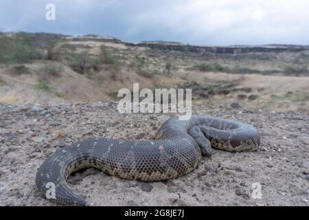 Le boa de sable à queue grossière dans son habitat, Gongylophis conicus , Satara Maharashtra inde Banque D'Images