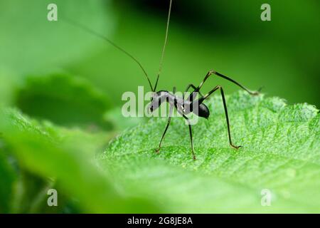 ANT mimiking insecte de cricket, espèce Macroxiphus, Satara, Maharashtra, Inde Banque D'Images