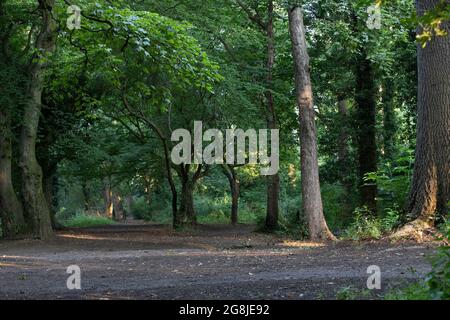 Northampton, Royaume-Uni. Météo, le 21 juillet 202. Arbres de lumière du soleil venir les arbres dans le Spinney tôt le matin à Abington Park, il va être très humide après les dernières nuits de tonnerre et de pluie. Crédit : Keith J Smith./Alamy Live News Banque D'Images