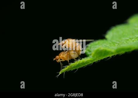 Paire de mouches des fruits, Drosophila melanogaster, Satara, Maharashtra, Inde Banque D'Images