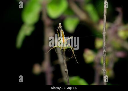 Araignée Lynx à dos orange, femelle, Oxyopes kohaensis, Satara, Maharashtra, Inde Banque D'Images