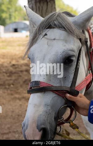 Homme main tenant cheval bride, gros plan Banque D'Images