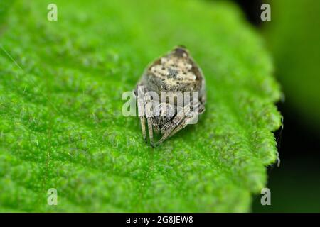 Gros plan sur l'espèce Eriovixia, Satara, Maharashtra, Inde Banque D'Images