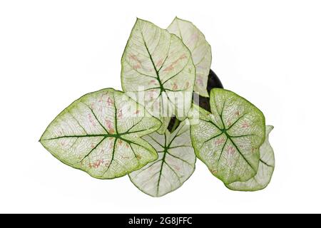 Vue de dessus de la maison exotique 'Caladium Bicolor Strawberry Star' avec des feuilles blanches, des veines vertes et des taches roses isolées sur fond blanc Banque D'Images