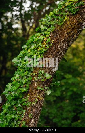 ivy croissant sur le tronc d'arbre Banque D'Images