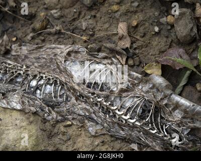 Squelette de corps mort serpent dans un détail de champ Banque D'Images