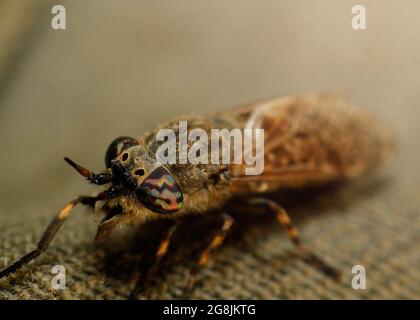 Horse fly yeux composés Banque D'Images