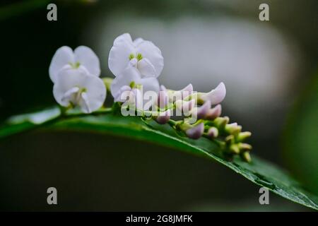 Hardenbergia violacea en blanc Banque D'Images