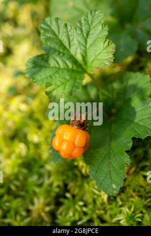 Délicieux mûres et sains de couleur ambre de la baie, Rubus chamaemorus croissant sauvage dans la forêt estonienne Banque D'Images