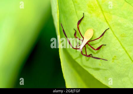 Bug de bouclier, Bug de rouille, Heteroptera, Hemiptera, Forêt tropicale, Parc national de Marino Ballena, Uvita de Osa, Puntarenas, Costa Rica, Amérique Banque D'Images