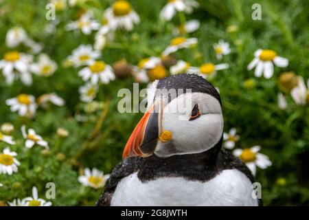 Macareux de l'Atlantique parmi les fleurs de l'île Skomer Banque D'Images