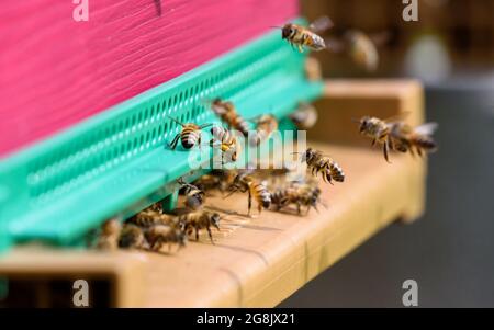 Close up de voler les abeilles. Ruche en bois et les abeilles. Banque D'Images