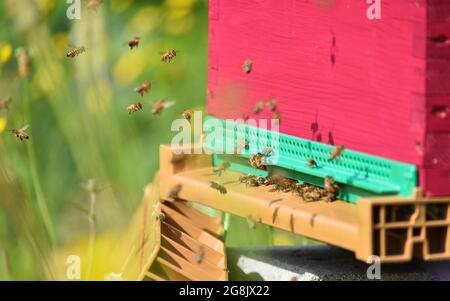 Close up de voler les abeilles. Ruche en bois et les abeilles. Banque D'Images