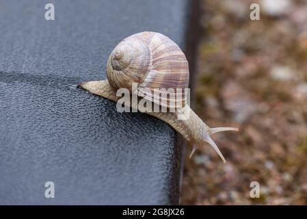 Vue rapprochée d'un escargot marron sur le bord d'un objet. Banque D'Images