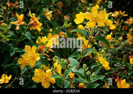 Fleurs et feuilles jaunes d'hicum ornementales (gros plan). Banque D'Images