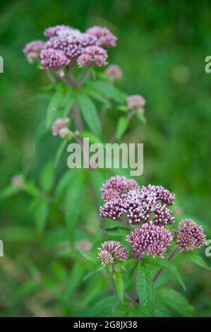 Fleur pourpre sauvage appelée Milkweed (gros plan). Arrière-plan flou. Banque D'Images