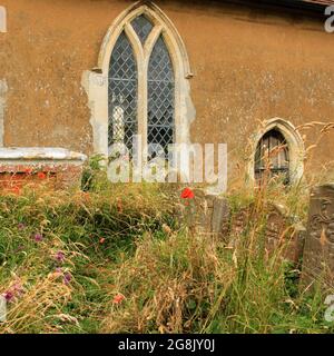 Fleurs sauvages dans le cimetière de Ramsholt, Suffolk Banque D'Images