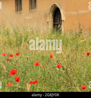 Coquelicots dans le cimetière de Ramsholt, Suffolk Banque D'Images