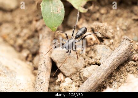 Araignée terrestre ANT imite, Corinnomma severum, Thorell 1877, Satara, Maharashtra, Inde Banque D'Images