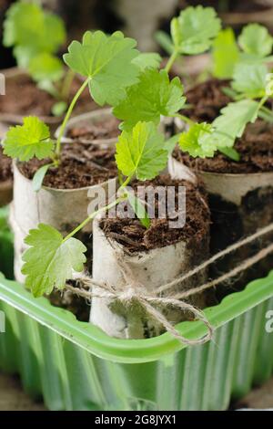 Des plantules de panais cultivées à partir de semences dans des tubes de rouleaux de toilettes pour faciliter la germination. Pastinaca sativa ' Gladiator' F1 Banque D'Images