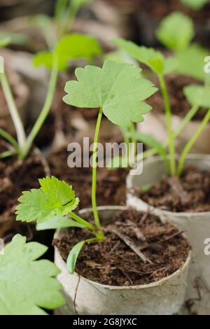 Des plantules de panais cultivées à partir de semences dans des tubes de rouleaux de toilettes pour faciliter la germination. Pastinaca sativa ' Gladiator' F1 Banque D'Images