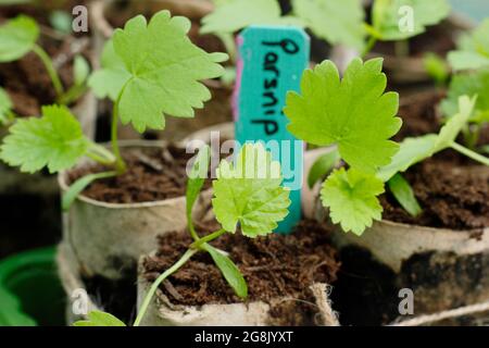 Des plantules de panais cultivées à partir de semences dans des tubes de rouleaux de toilettes pour faciliter la germination. Pastinaca sativa ' Gladiator' F1 Banque D'Images