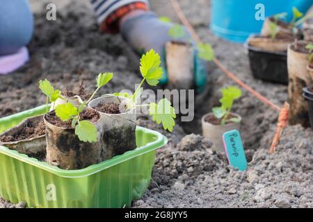 Plantant hors des plantules de panais qui ont été cultivées à partir de semences dans des tubes de rouleaux de toilettes pour aider à la germination. Pastinaca sativa ' Gladiator' F1 Banque D'Images