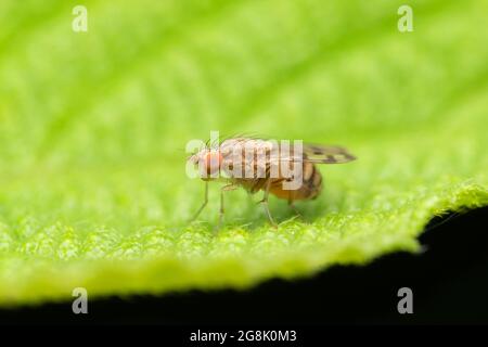 Mouche à pollen, Drosophila buckii, Satara, Maharashtra, Inde Banque D'Images