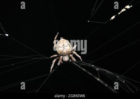 Orb weaver de Pune, Eriovixia poonaensis, Satara, Maharashtra, Inde Banque D'Images