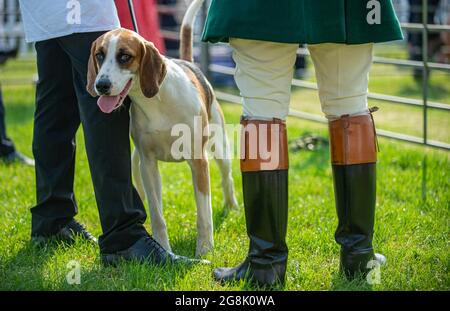 Festival of Hunting, Peterborough, Angleterre, Royaume-Uni. 21 juillet 2021. Cette année, le Festival of Hunting a accueilli le 133e spectacle royal de chasseurs de chardels de Peterborough, qui a également célébré les Beagles, les Harriers, les Basset Hounds, les Draghounds et les Bloodhounds, ce qui en fait l'un des plus grands spectacles de chardels du monde. Credit: Matt Limb OBE/Alay Live New Banque D'Images