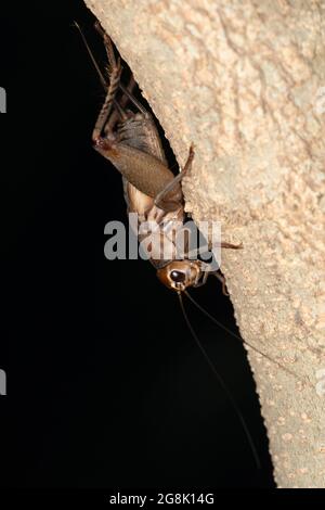 Tree Cricket, Teleogryllus emma, Satara, Maharashtra, Inde Banque D'Images