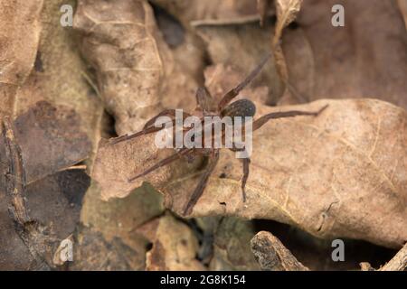 Araignée de loup, Trocosa ruricola, Satara, Maharashtra, Inde Banque D'Images