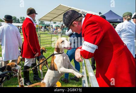 Festival of Hunting, Peterborough, Angleterre, Royaume-Uni. 21 juillet 2021. Cette année, le Festival of Hunting a accueilli le 133e spectacle royal de chasseurs de chardels de Peterborough, qui a également célébré les Beagles, les Harriers, les Basset Hounds, les Draghounds et les Bloodhounds, ce qui en fait l'un des plus grands spectacles de chardels du monde. Credit: Matt Limb OBE/Alay Live New Banque D'Images