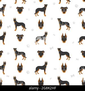 Motif sans coutures Beauceron. Différentes couleurs de pelage et poses. Illustration vectorielle Illustration de Vecteur