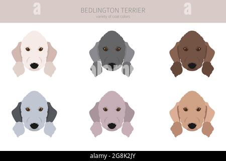 Clique de terrier de Bedlington. Différentes couleurs de pelage et poses. Illustration vectorielle Illustration de Vecteur