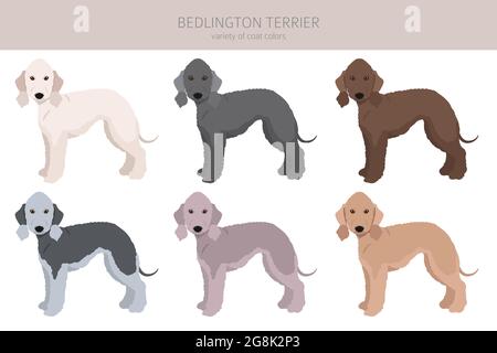 Clique de terrier de Bedlington. Différentes couleurs de pelage et poses. Illustration vectorielle Illustration de Vecteur